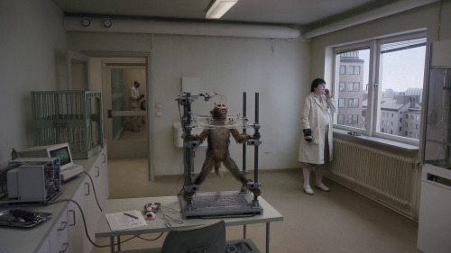 Fig 1. The laboratory worker and the chimp